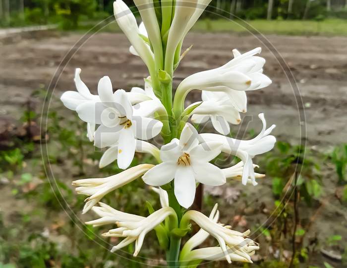 White Color Tuberose Flower On The Green Trees And Green Agriculture Land And Green Background.