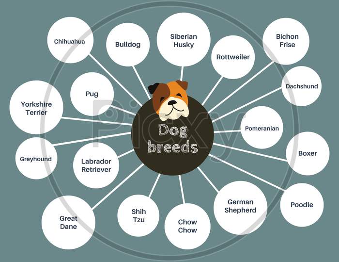 Popular Dog Breeds info graphic diagram
