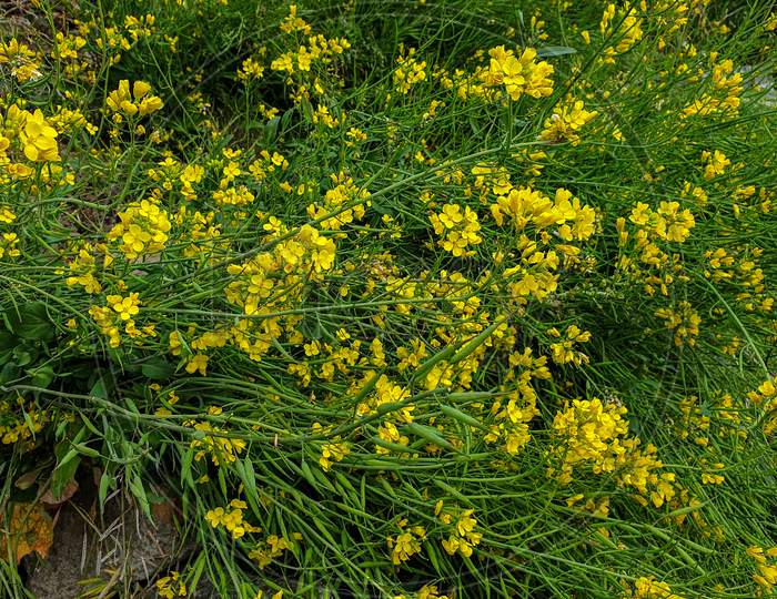 attractive mustard flowers with green leaves in winter season in hilly area of Himachal pradesh, India