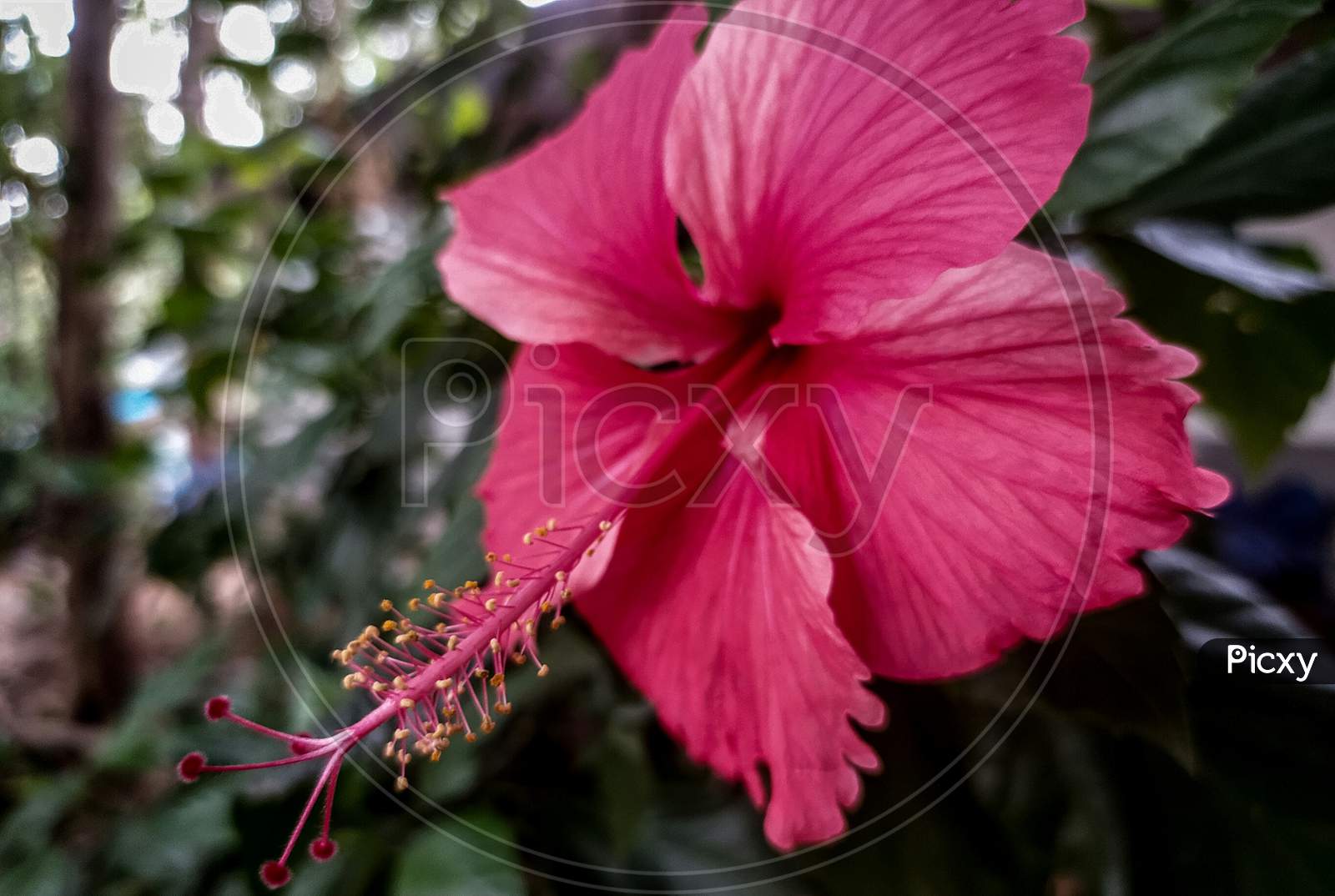 Indian hibiscus
