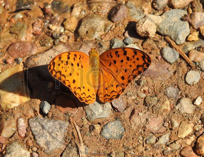 Butterfly on gravel (common leopard and Vegrant)