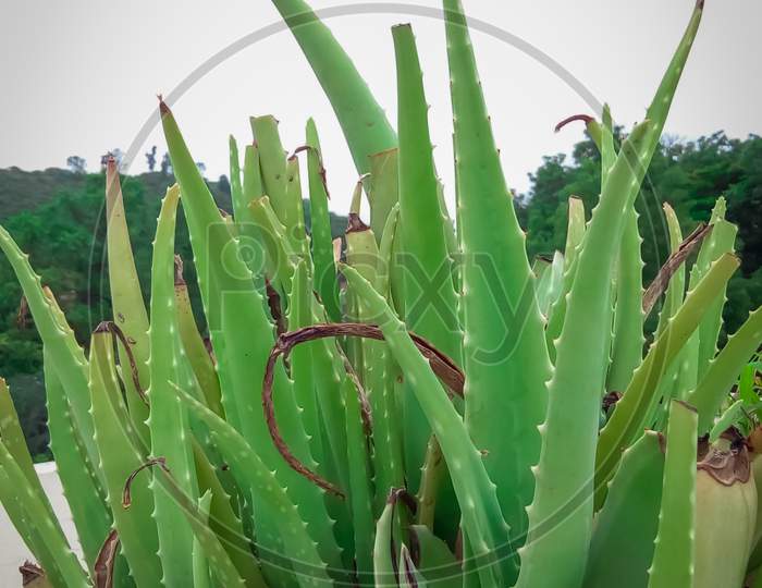 Aloevera with simple background 