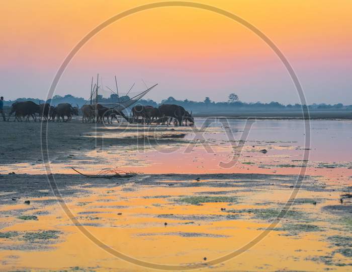 A man with his cows during Sunset at the river Brahmaputra in Majuli Island, Assam.
