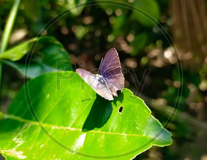 Beautiful butterfly background blur wallpaper