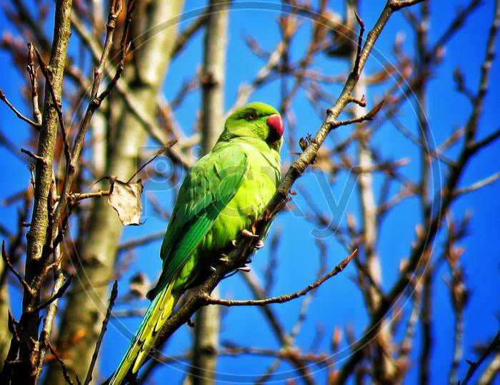Beautiful Green Parrot On the Tree.
