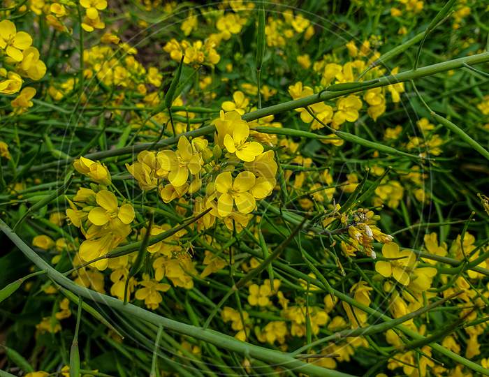 capture of beautiful mustard flowers with green leaves in winter season in hilly area of Himachal pradesh, India