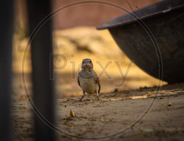 Sparrow on the ground looking for food, Rajasthan India