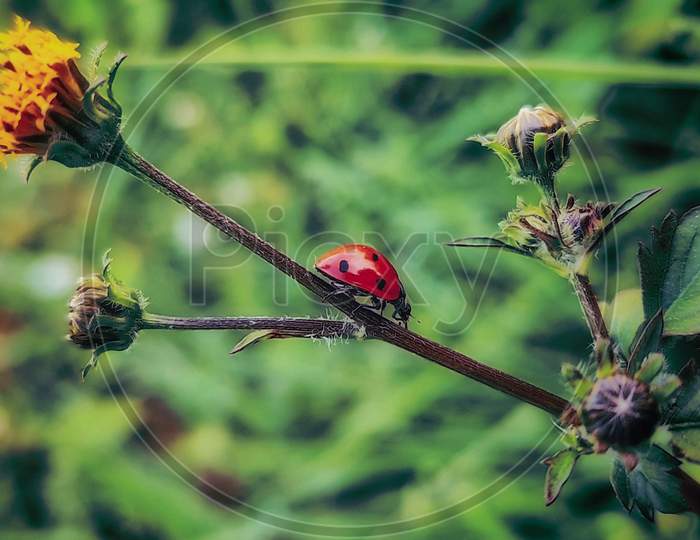 Beautiful Ladybird On the Plant.