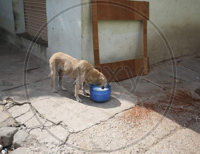A dog drinks milk kept in a tub during the nationwide lockdown to stop the spread of Coronavirus (COVID-19) in Bangalore, India, May 01, 2020.