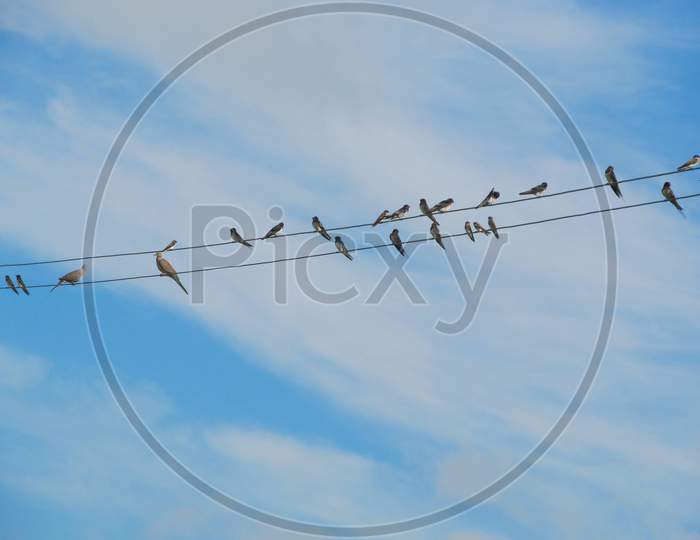 A group of Birds Line Up On Power Wires at Majuli Island.