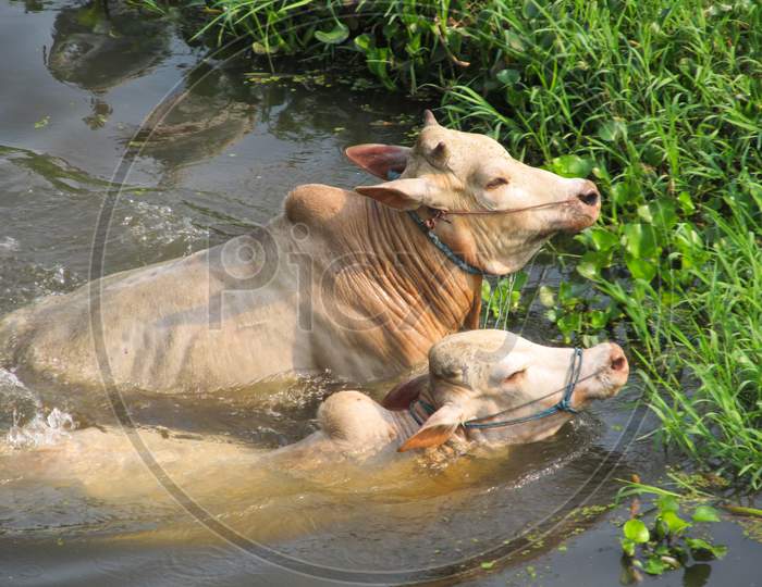 Two cows bath in a pond of Assam.