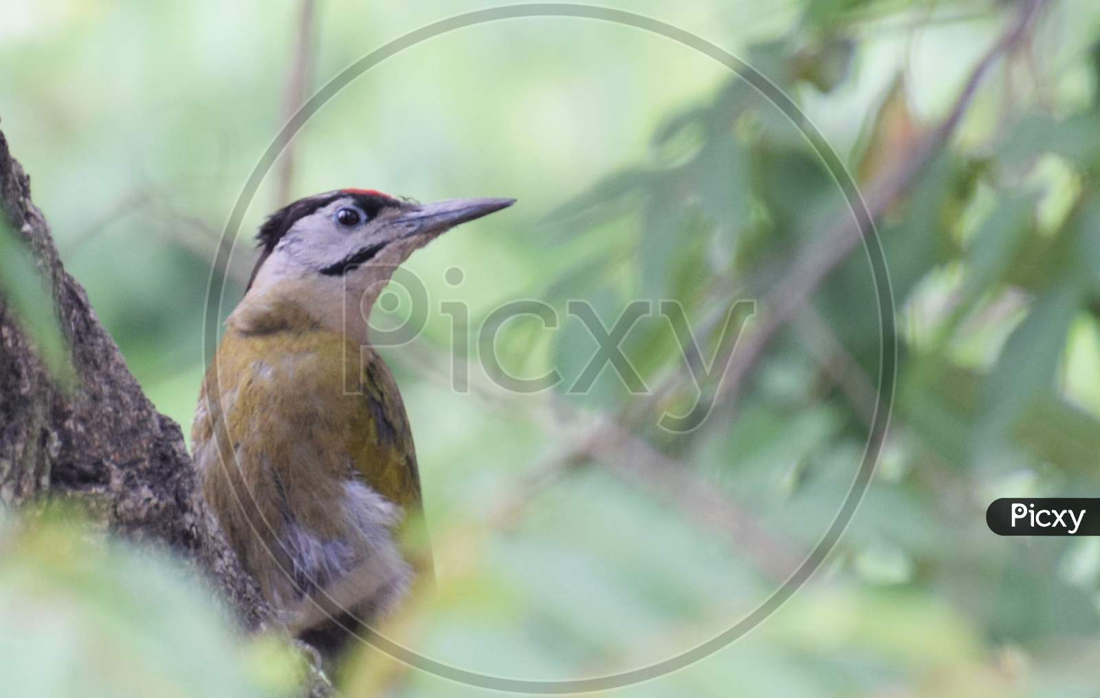 Bird (Grey-headed woodpecker) in vegetation