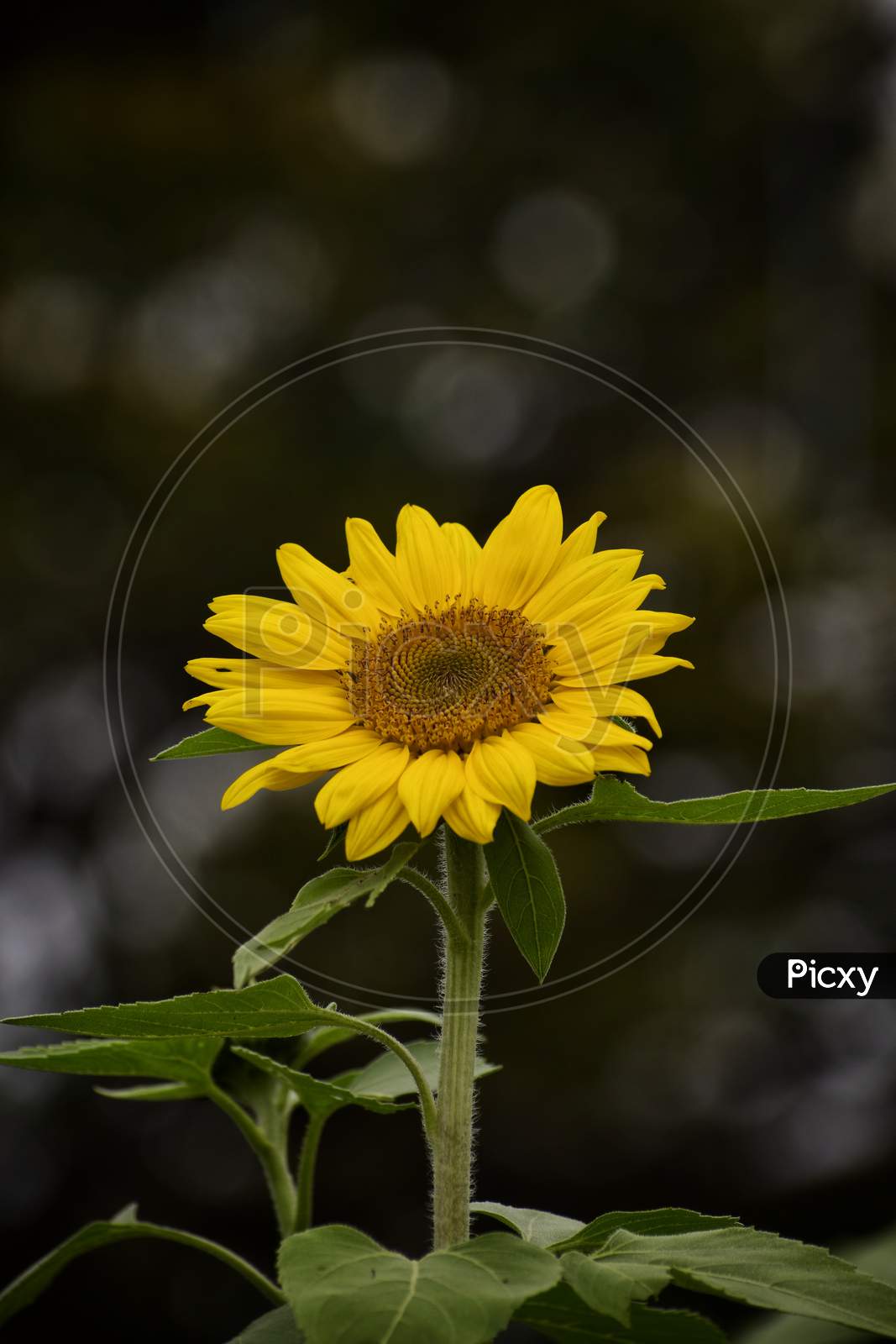 A bright yellow sunflower with natural bokeh in background.