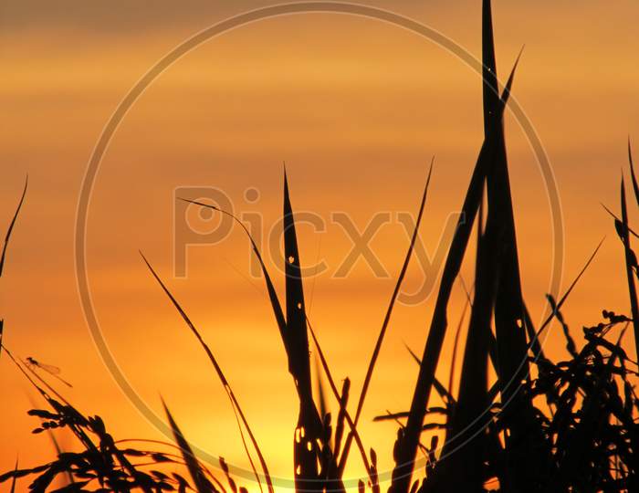 Sunset in a Paddy field Of Assam.
