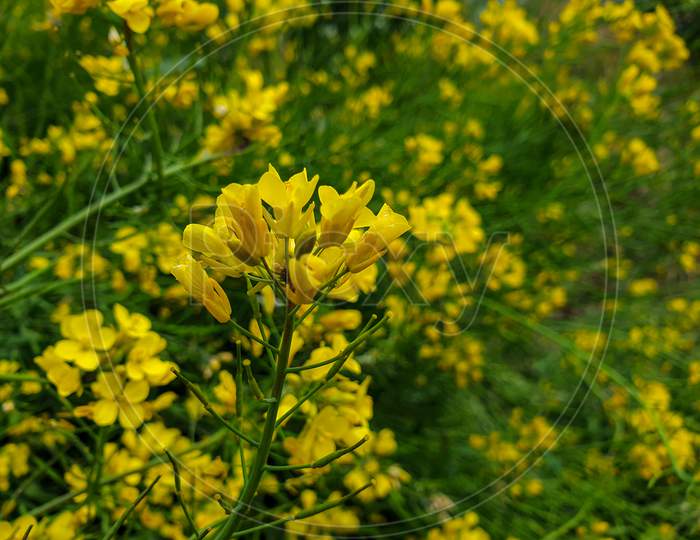 closeup of beautiful mustard flower with background blur in winter season in hilly area of Himachal pradesh, India