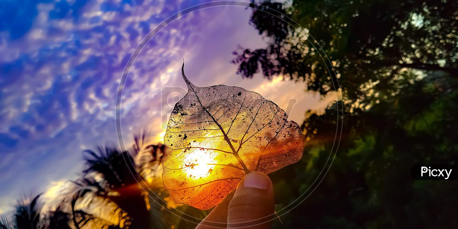 Heart Shape Dry Peepal leaf with sunset background and sunshine