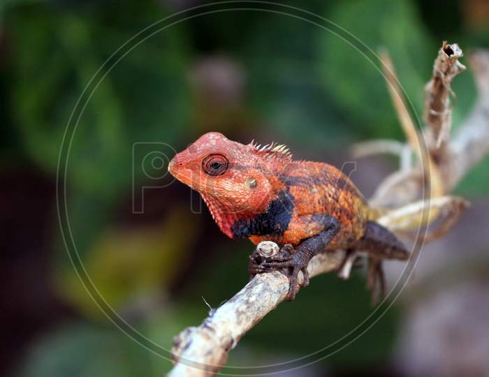 colour changing reptile on a stick
