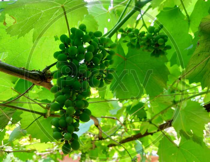 Lots of Grapevine family plants and green grapes tree selective focus