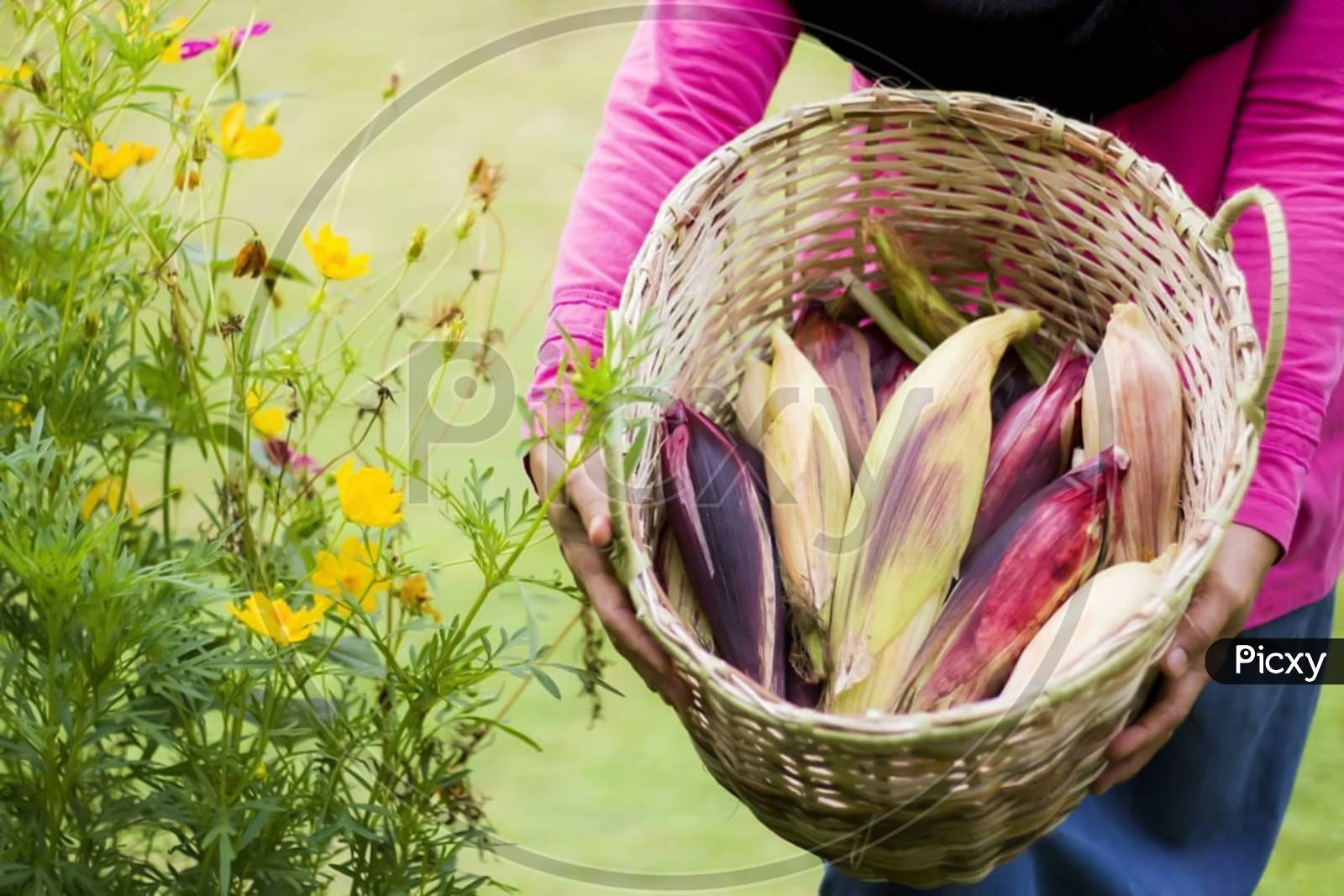 Flint Corn Is Named For Its Hard Kernels, Which Come In A Multitude Of Colors