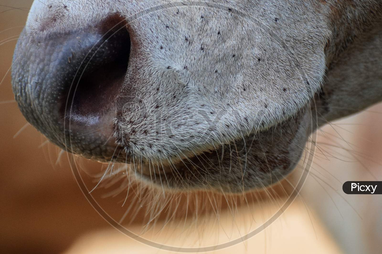 closeup of cow