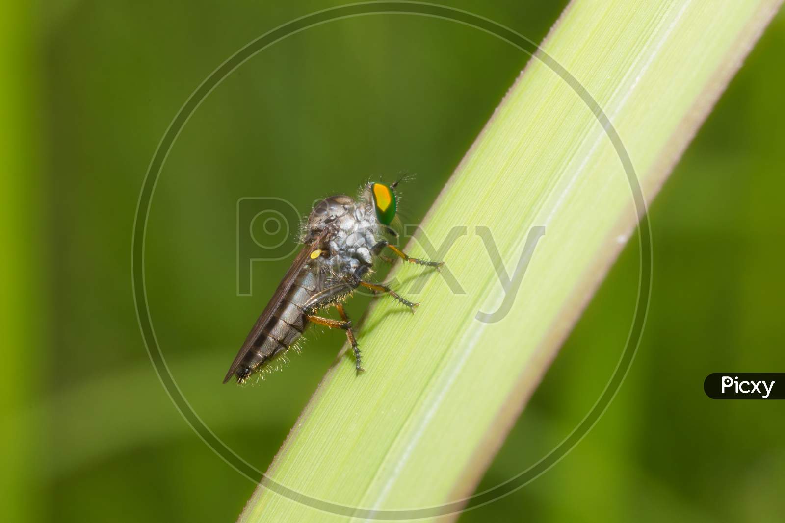 A macro shot of fly on a white background . Live house fly .Insect close-up