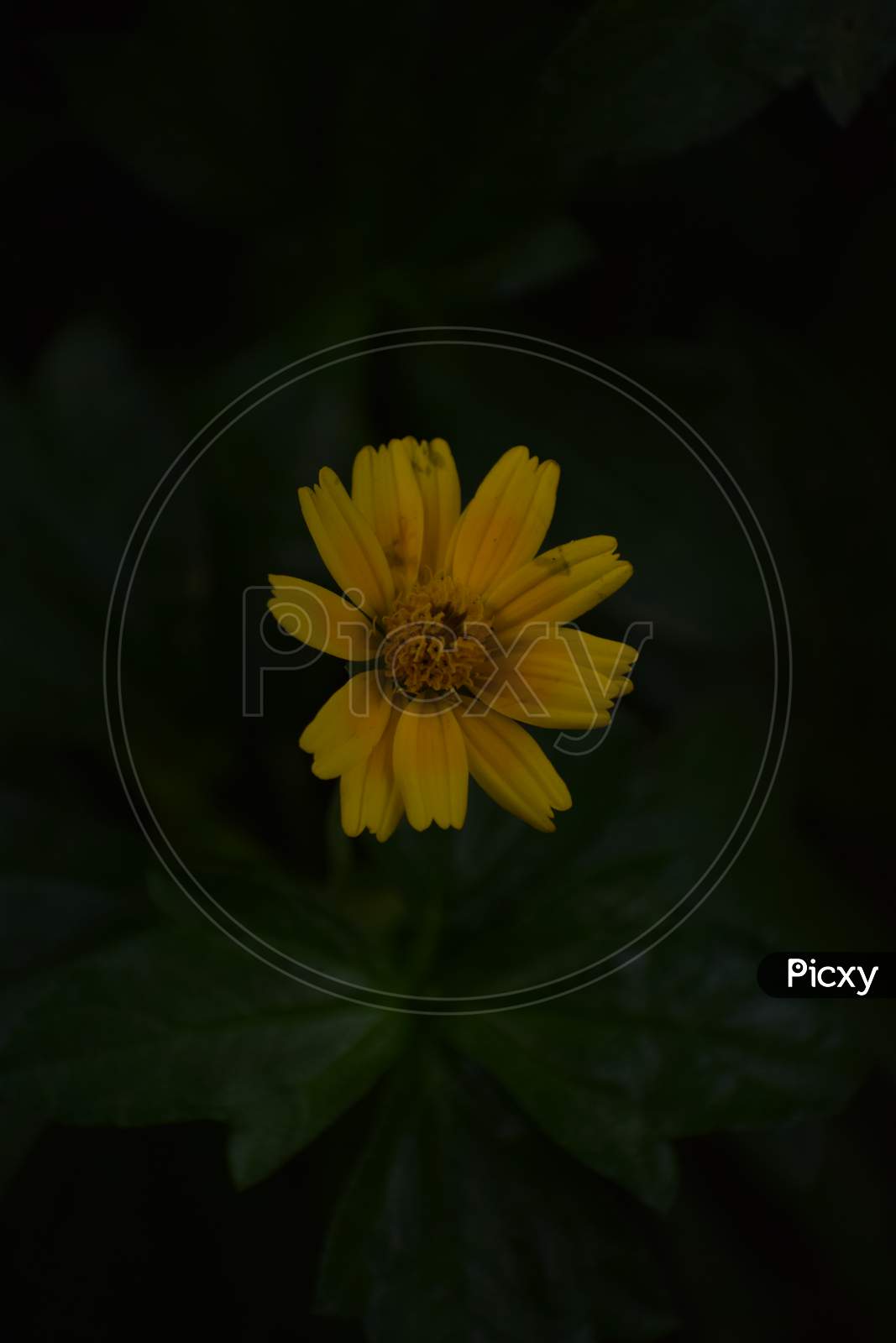 yellow flower with dark background