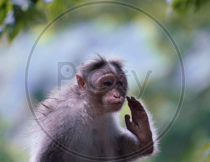 monkey in thekkadi wildlife in kerala