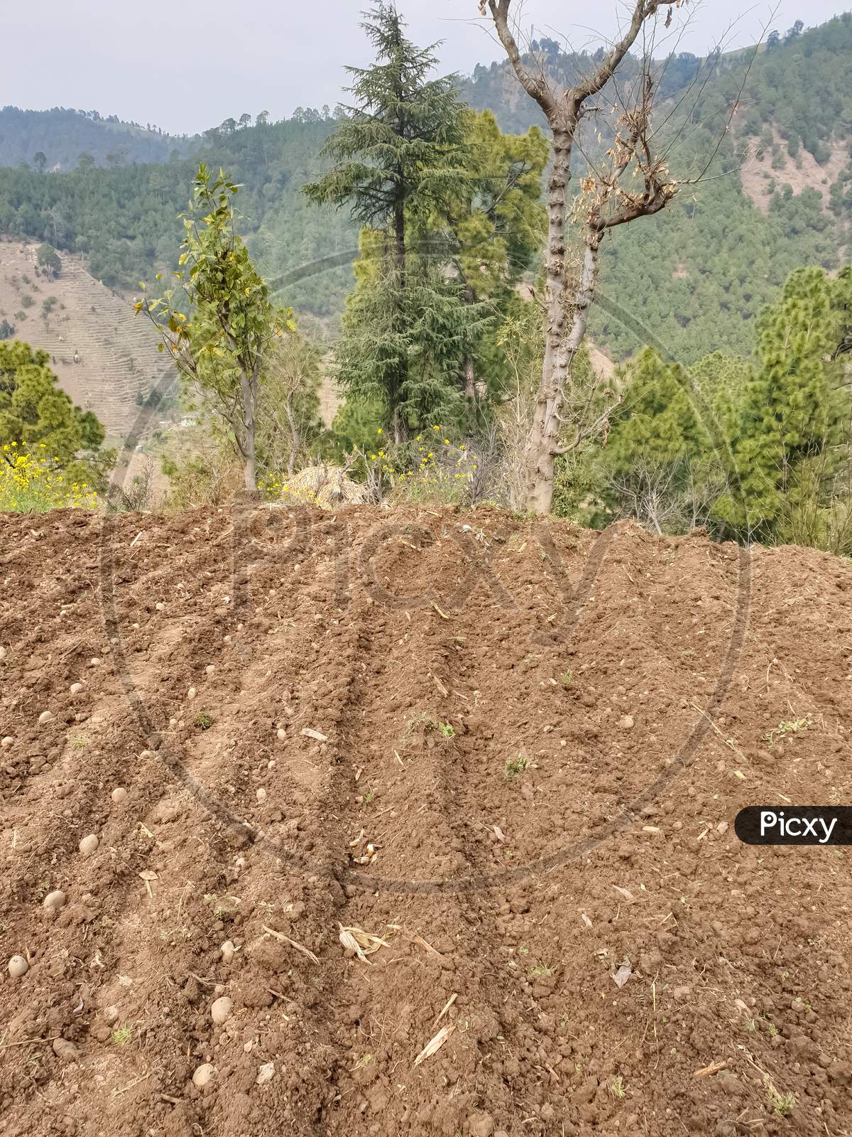 sowing potatoes in terracing farm with trees and beautiful green mountains in background in hilly area of Himachal pradesh, India