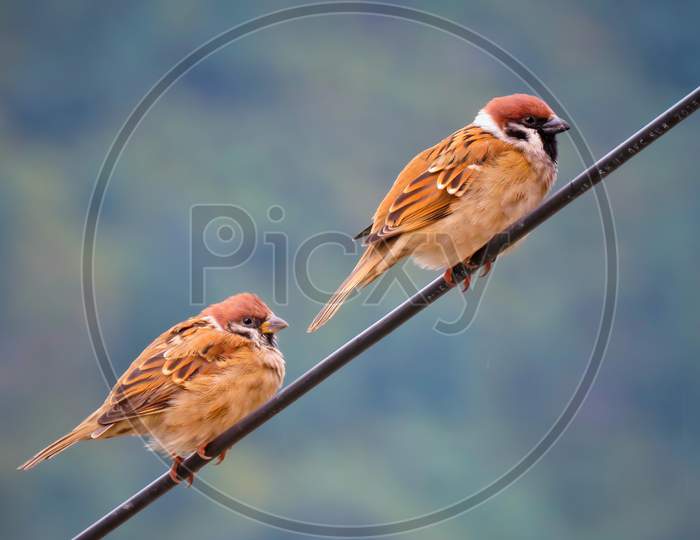 Cute Sparrow Couples Sitting on the Wire.