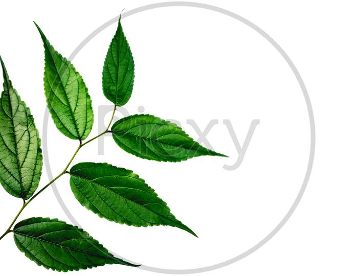Beautiful Green Leaves with White Background.