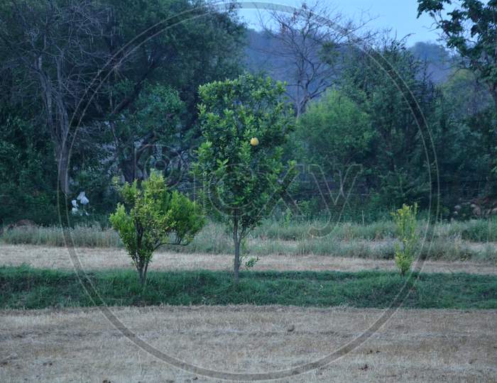 Tree in the beautiful location Himachal pradesh India