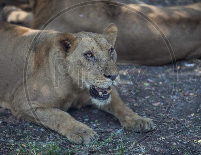 a pride of lions at bangkok zoo