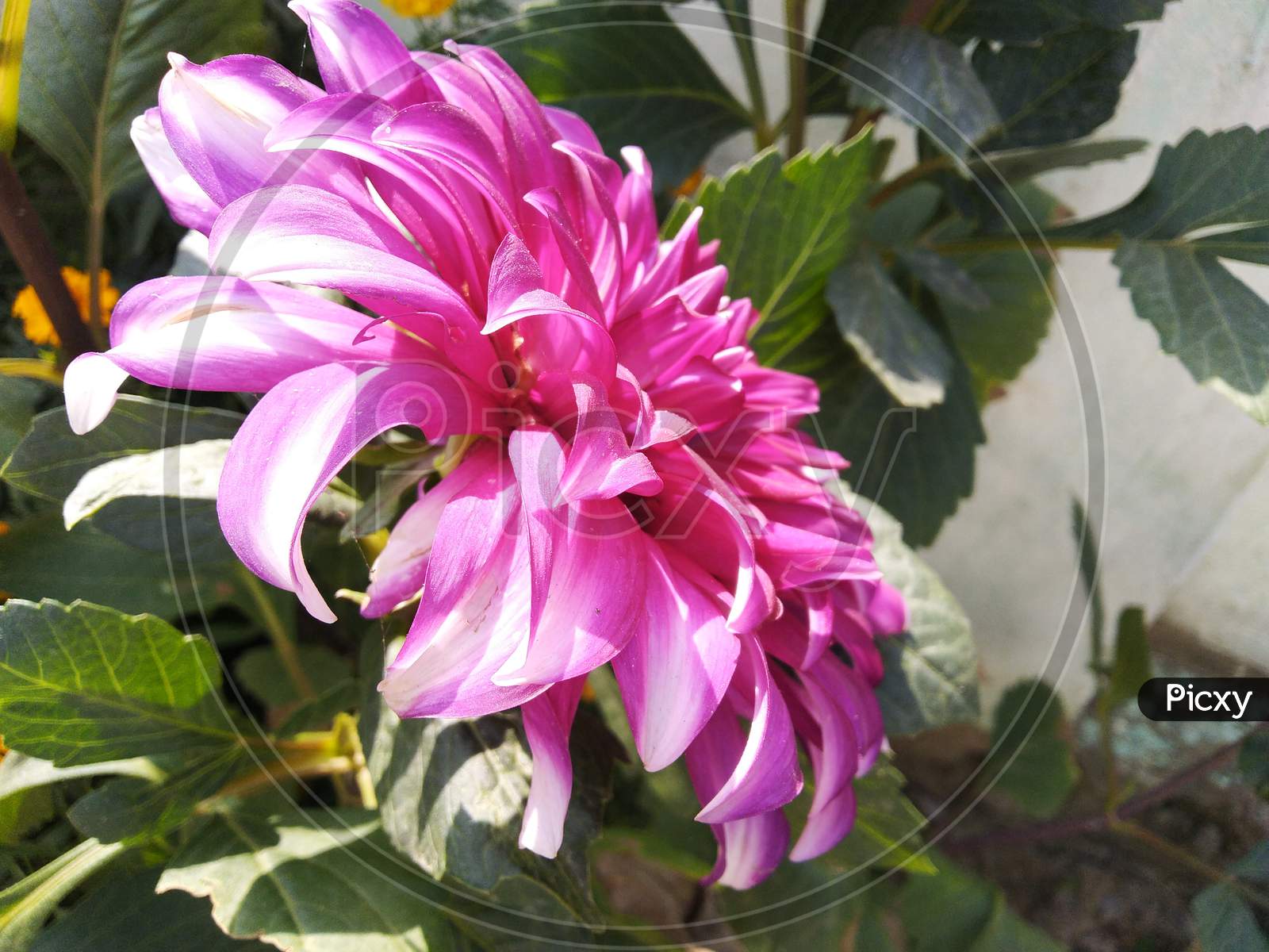 Beautiful pink color big size flower in botanical garden