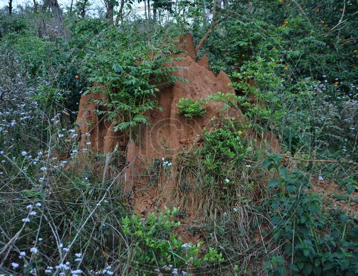 Termite house beautiful side in the jungle