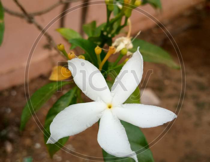 Jasmine flower plant