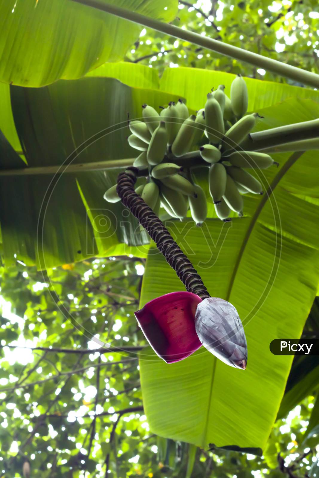 Bunch of green bananas with banana flower on a tree.