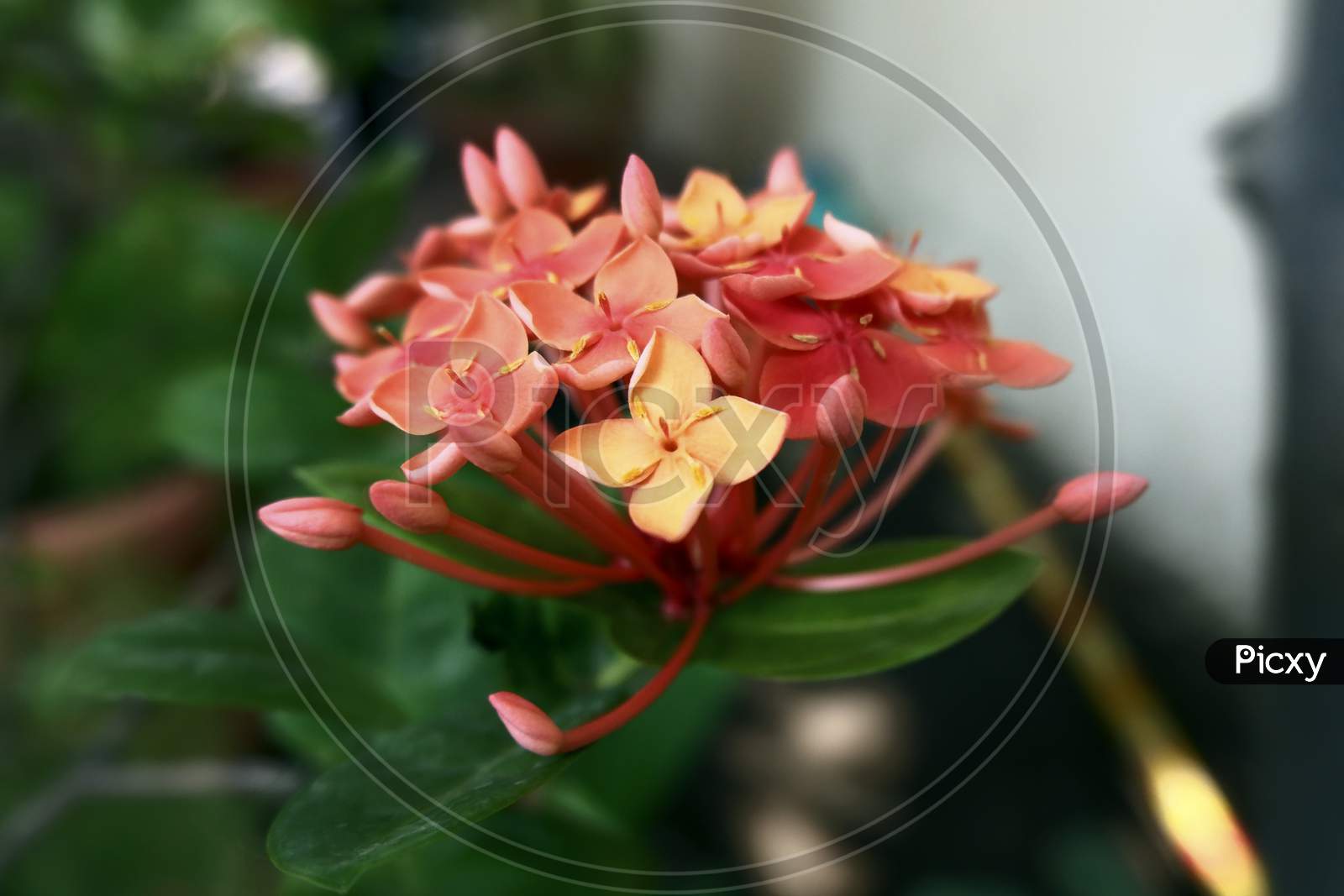 Ixora coccinea red Jungle geranium flower with buds