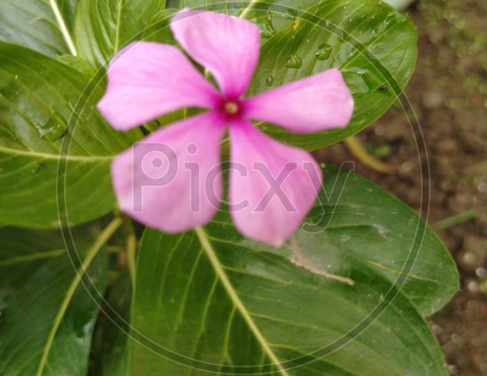 Periwinkle pink flower wildflower leaf