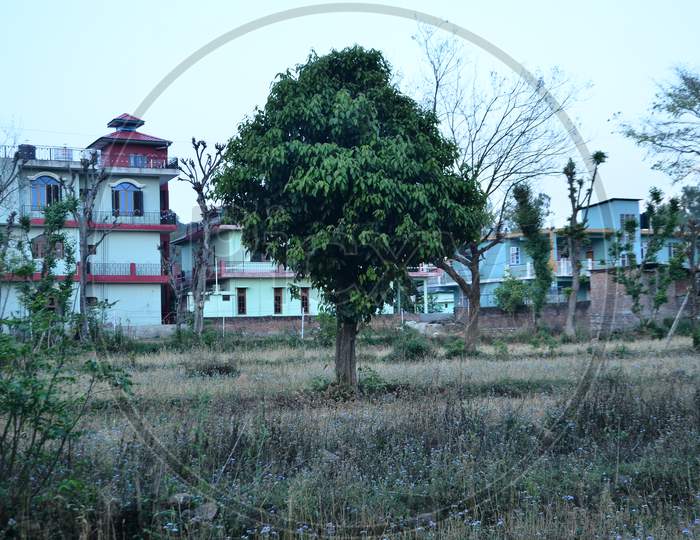 Tree in the beautiful location Himachal pradesh India