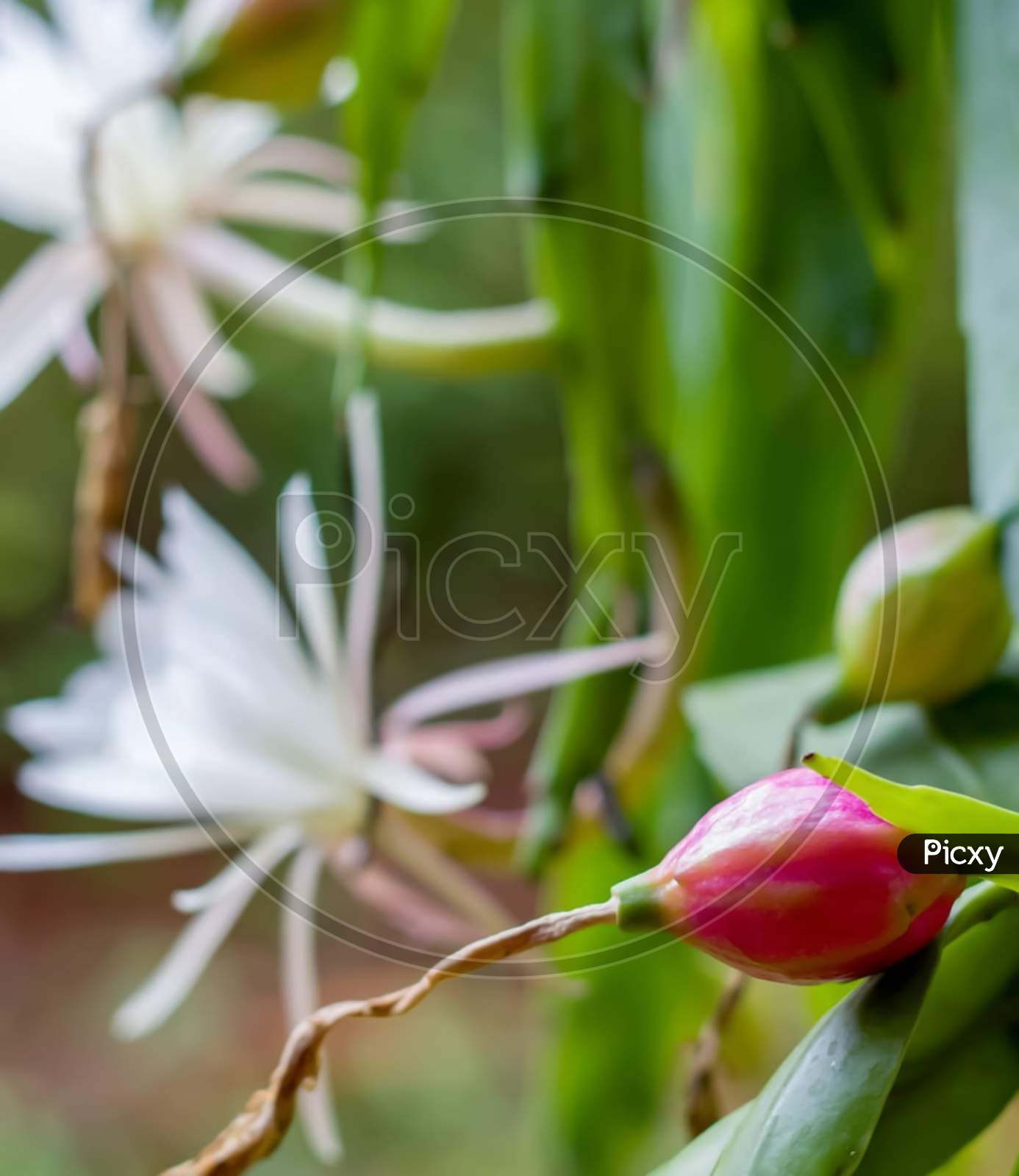 Epiphyllum (Wijaya Kusuma Cactus Fruits) Is A Genus Of 19 Species Of Epiphytic Plants In The Cactus Family (Cactaceae), Native To Central America. Common Names For These Species Include Orchid Cacti
