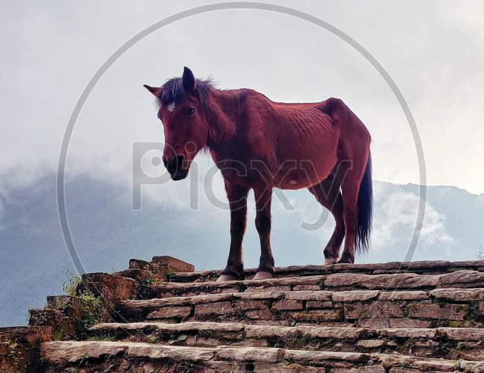 Beautiful Brown Donkey On the top of the Mountain.