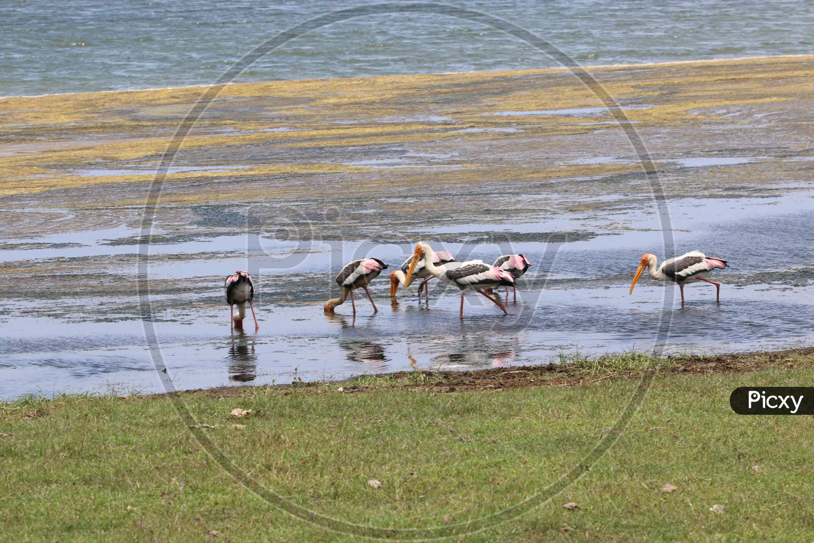 Sri Lankan Painted Storks