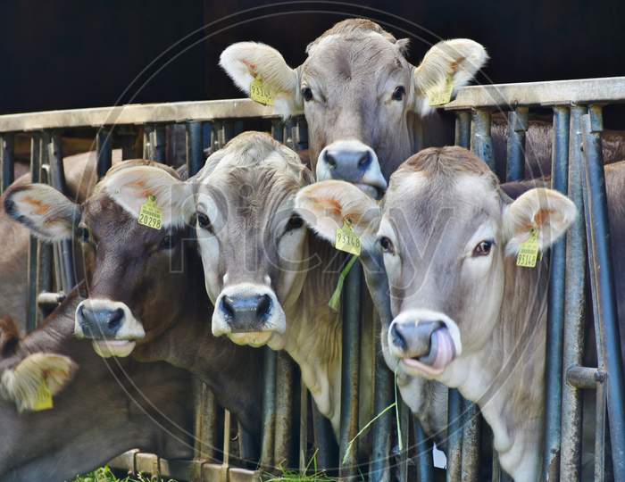 Indian Cows behind the metal railings 