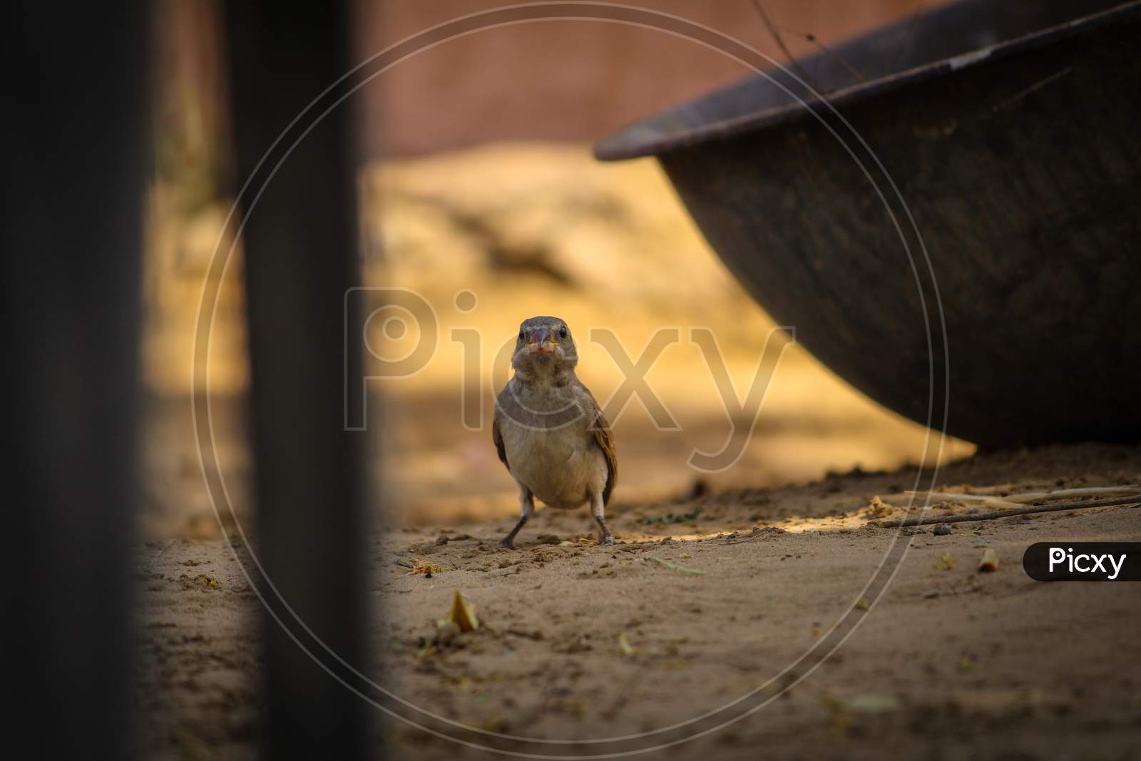 Sparrow on the ground looking for food, Rajasthan India