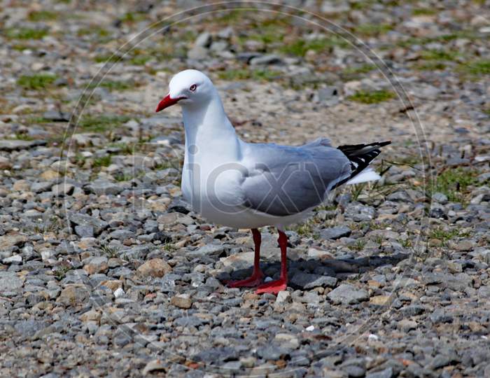 Red Billed Gull Stands On The Shingle Beach In Wellington, New Zealand