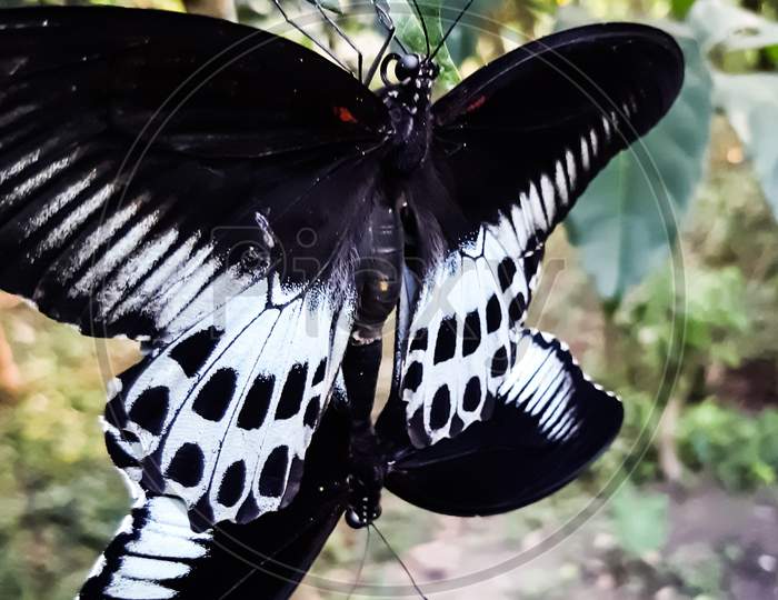 Two Black And White Butterflies Are Having Sex. Sitting On The Leaves Of A Green Tree In The Garden.