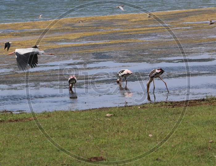 Sri Lankan Painted Storks