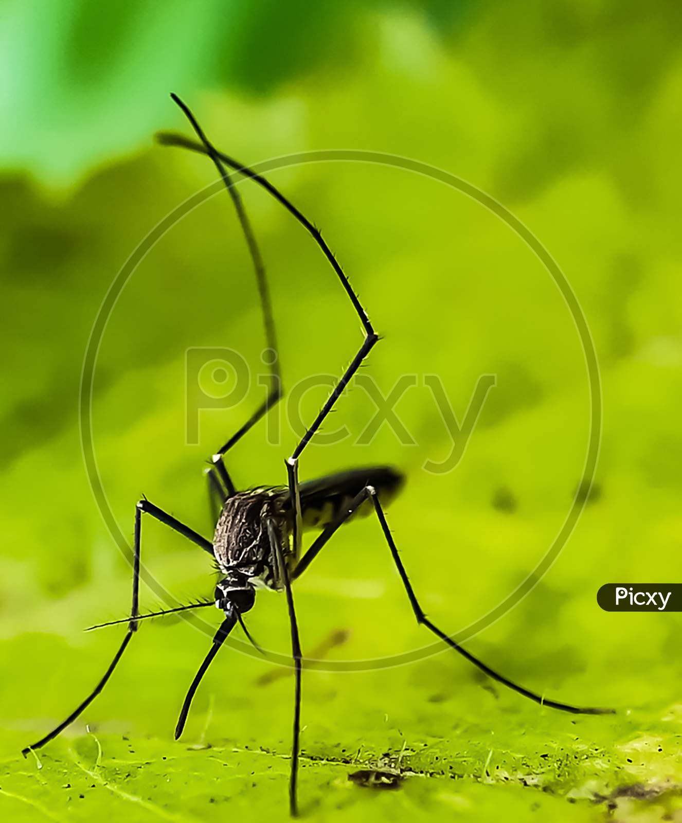 A Gray Color Mosquito Sitting On The Green Leaves In The Garden And Green Background.