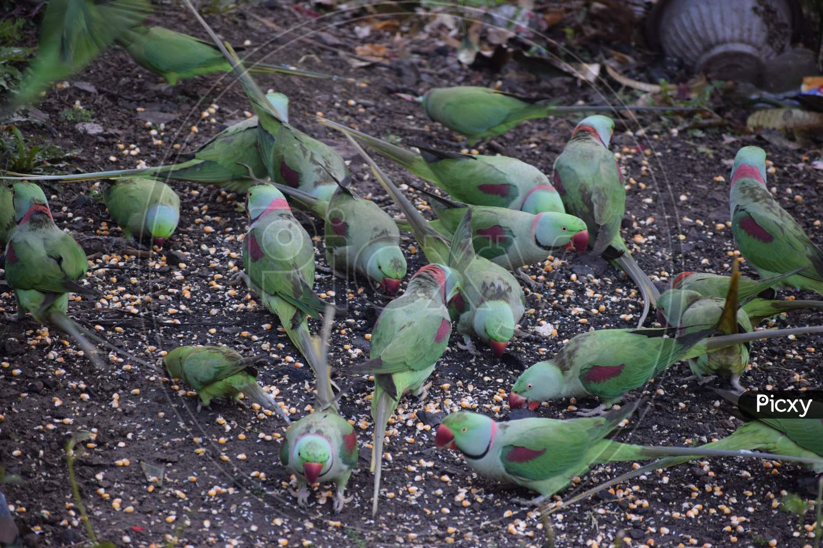 Parakeet eating grain in group