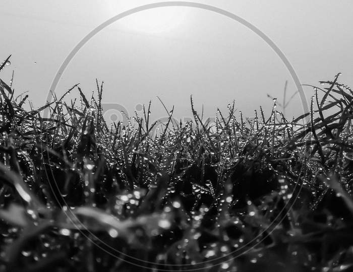 Mist drops in Grasses